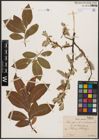 Foto von Salix caprea L. x Salix cinerea L.